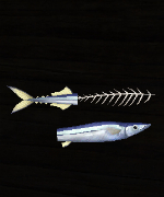 Pacific Saury